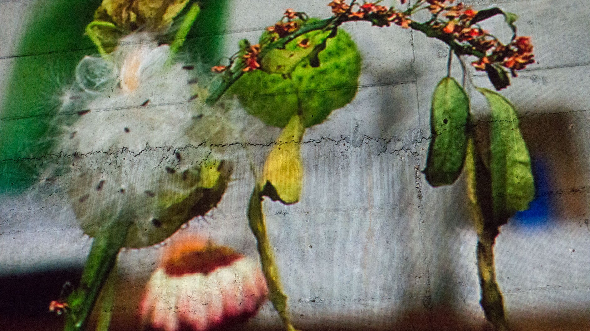 Wolfgang Tillmans for Photography on a Postcard