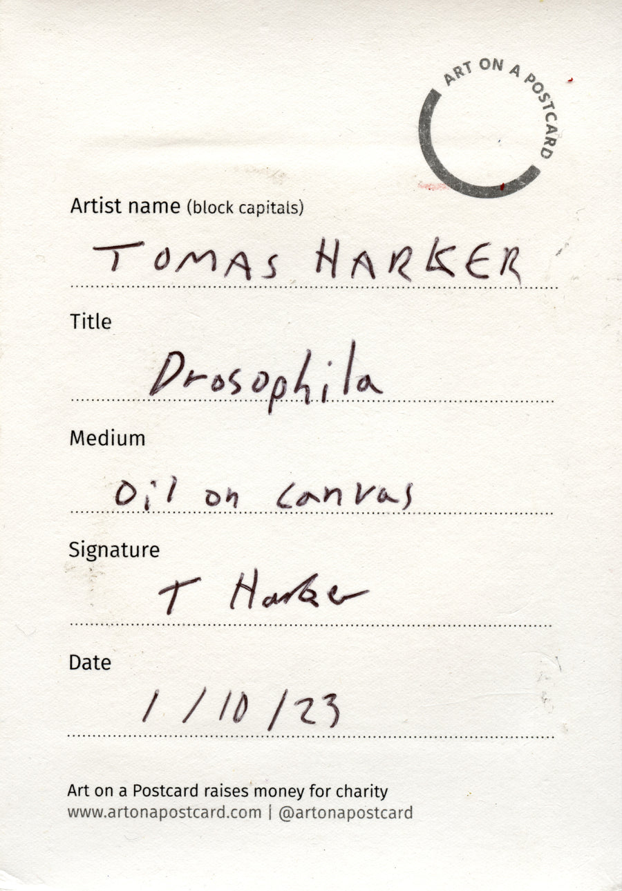 Lot 13 - Tomas Harker - Drosophila