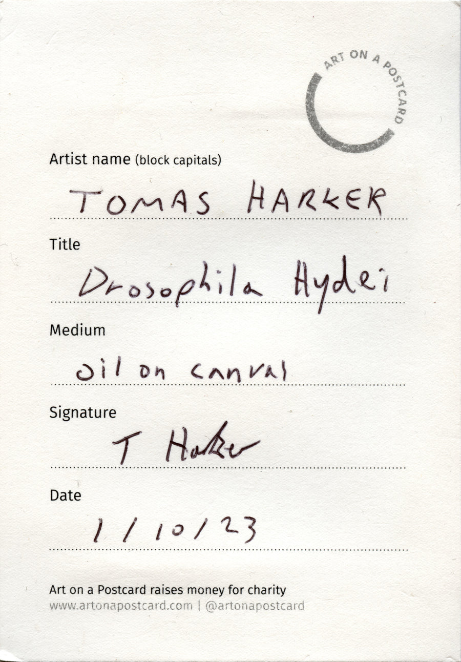 Lot 15 - Tomas Harker - Drosophila Hydei