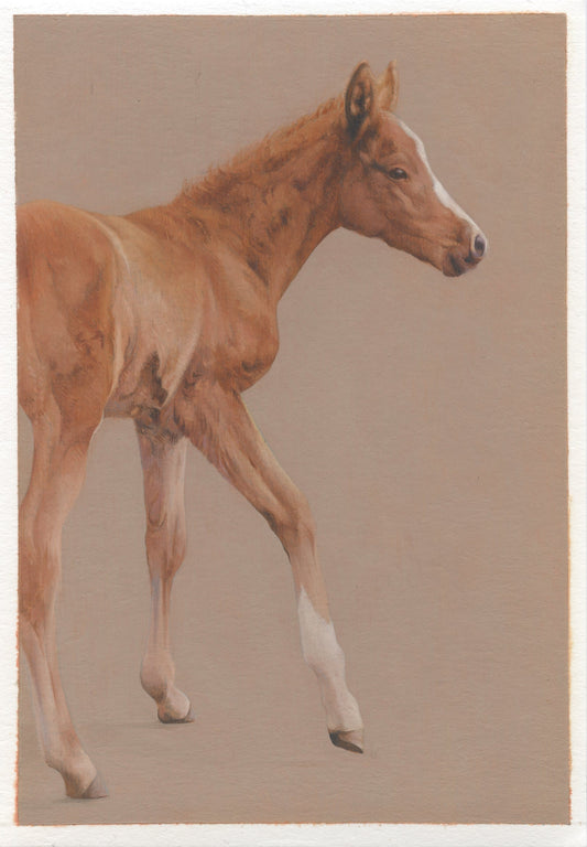 Lot 13 – Joseph Black - Foal