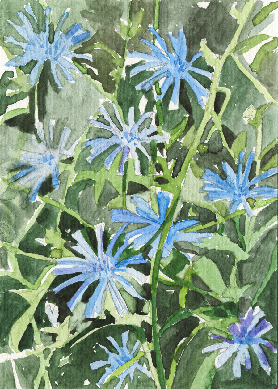 Lot 233 - Anne-Marie Butlin - Chicory Flowers