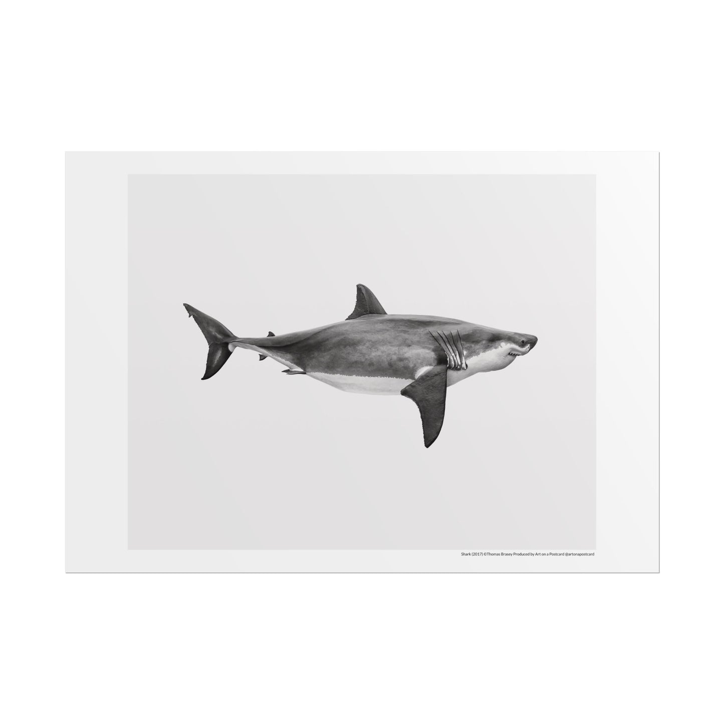 Thomas Brasey - Shark - Poster